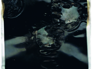 PAL - Mito único (10")